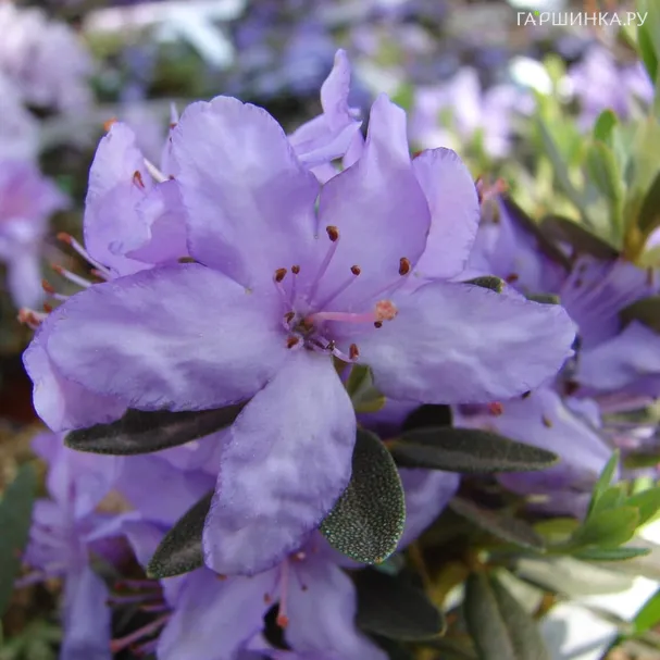 Рододендрон гибридный плотный