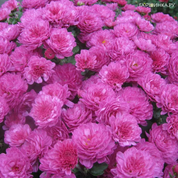 Хризантема мультифлора Джиджи Дак Пинк