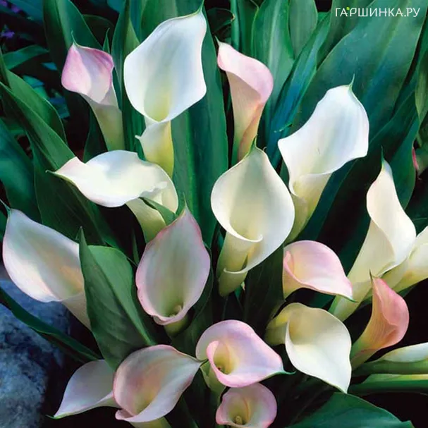 Калла Кристал Блаш 3 шт