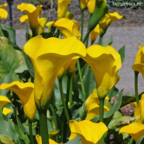 Калла Голд Краун 3 шт