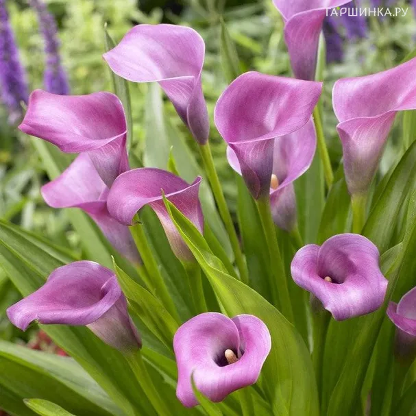 Калла Грейп Вельвет