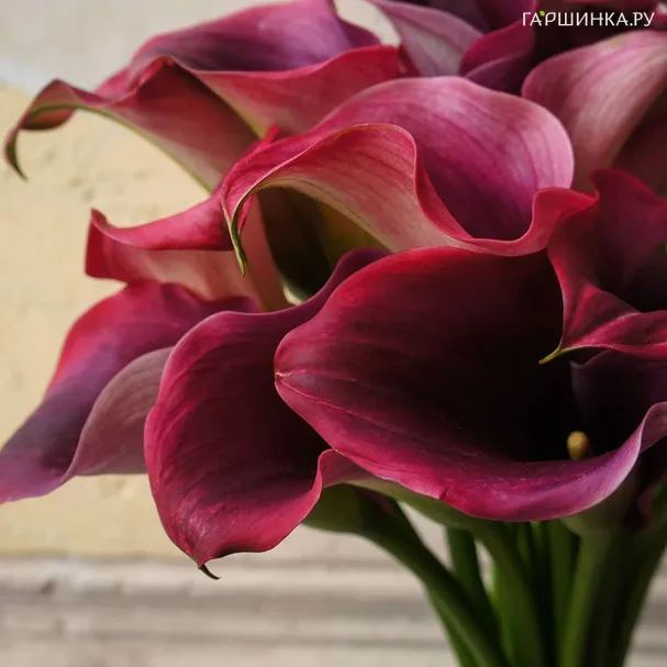 Калла Роял Валентин 3 шт