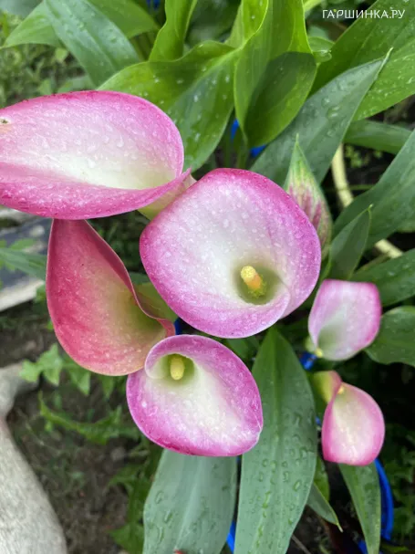 Калла Свит Толк 3 шт