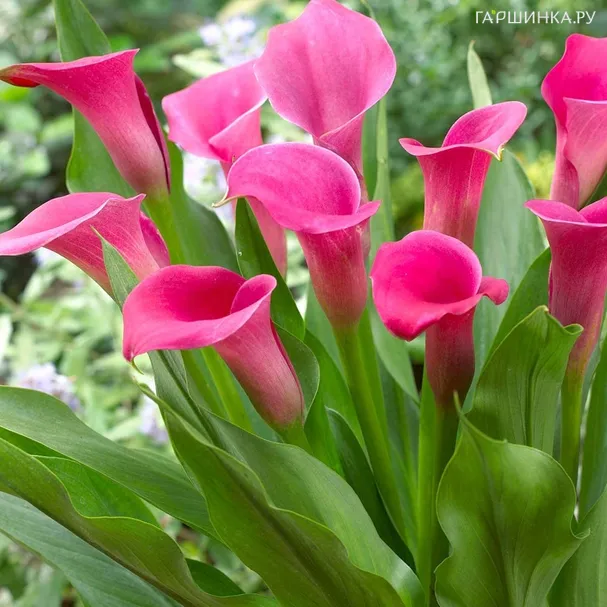 Калла Вайлд Салмон 3 шт