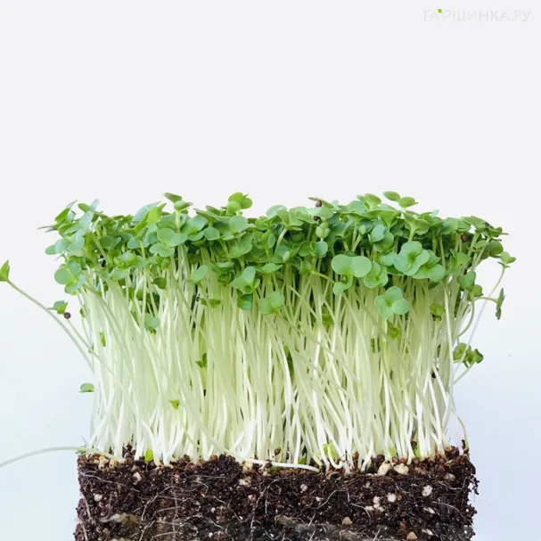 Набор микрозелени Брокколи на 10 проращиваний (лоток, коврики, семена)