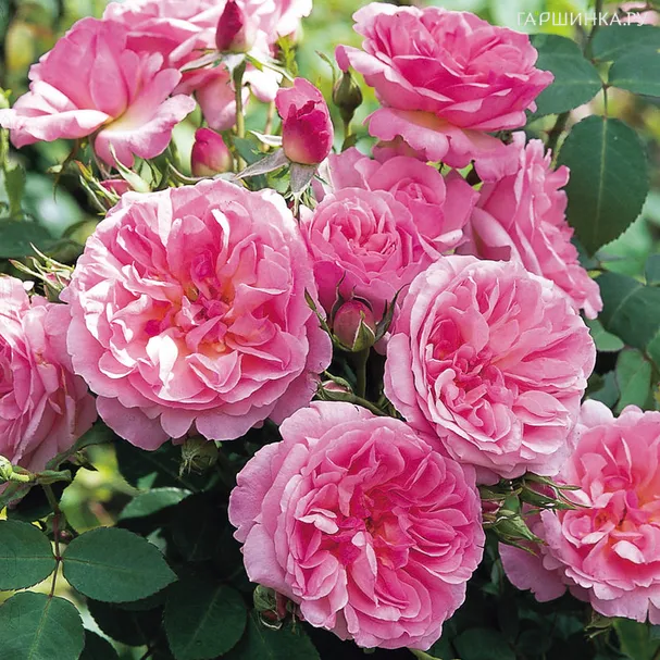 Роза Хайд Холл, Д.Остин кустарниковая (лиц)