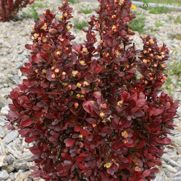 Барбарис Тунберга Ред Тауэр