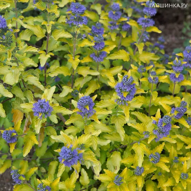 Кариоптерис Голд Крест