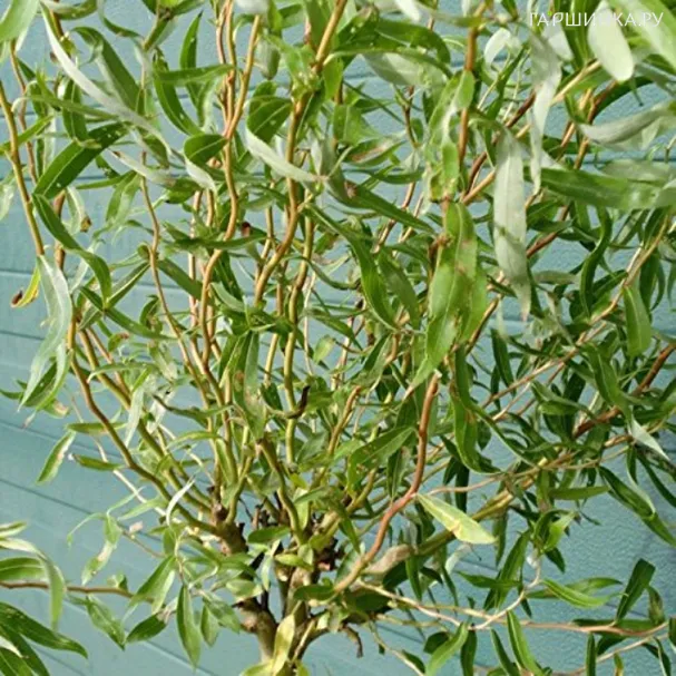 Ива Карадок (витые побеги)