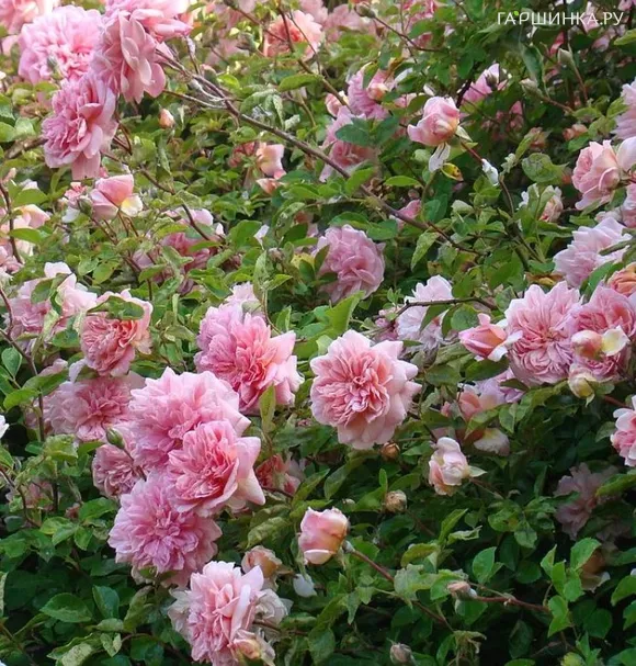 Роза Поль Ноэль, Дельбар (лиц)