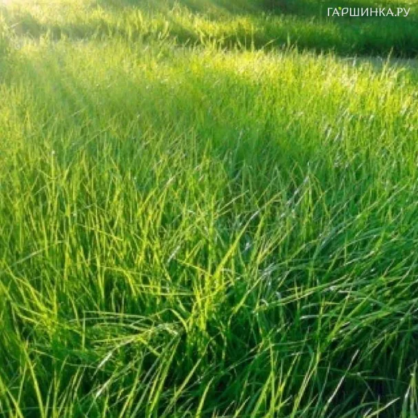 Травосмесь 1кг "Солнечная"