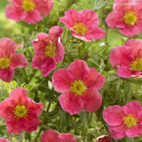 Лапчатка Данни Бой кустарниковая