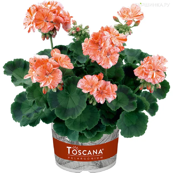 Пеларгония зональная Toscana Flic Flac Red Nova