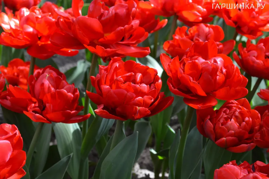 Тюльпан Миранда махровый 5шт