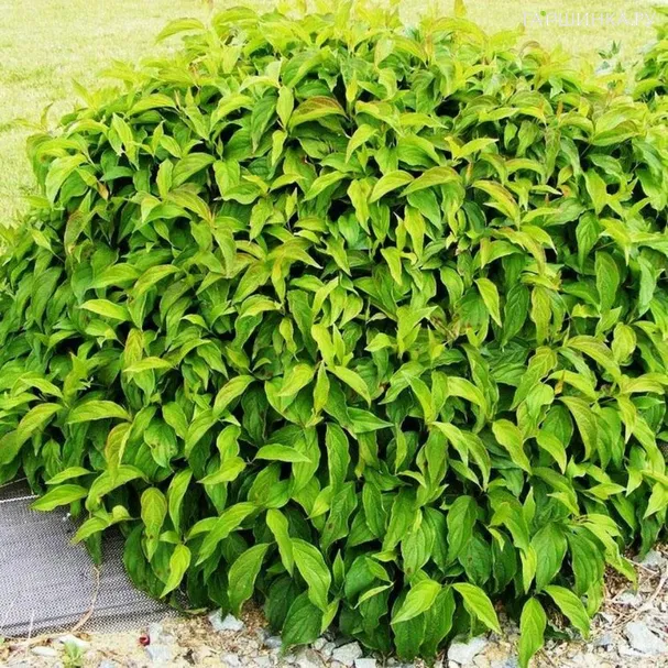 Дерен отпрысковый Келси