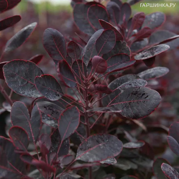 Скумпия кожевенная Лилла