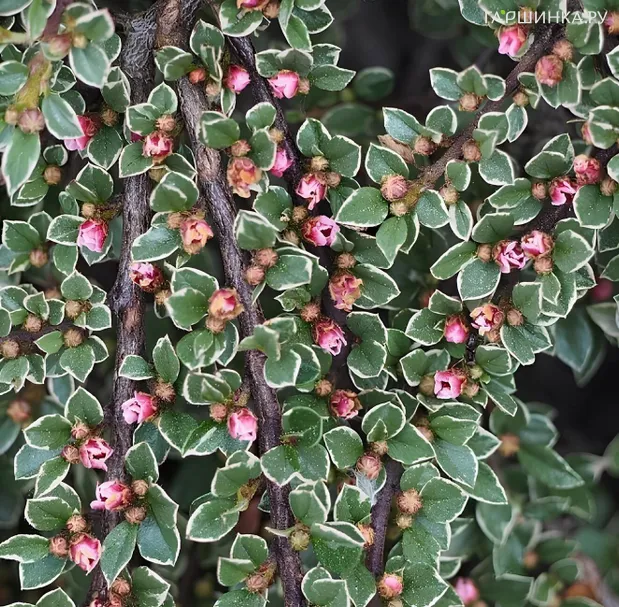 Кизильник горизонтальный Вариегатус