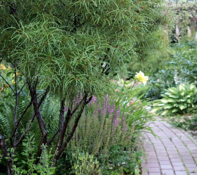 Крушина ломкая Аспленифолия