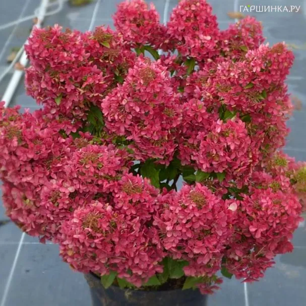 Гортензия Петит Черри (Мелкая вишня) метельчатая