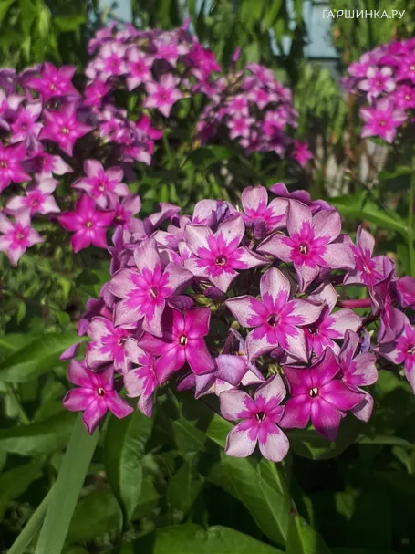 Флокс Звездочет