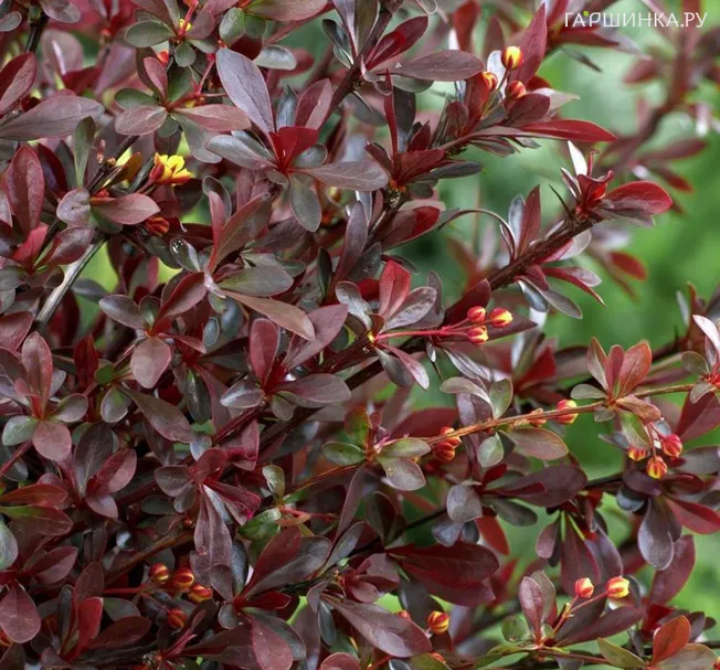 Барбарис Тунберга Ред Чиф