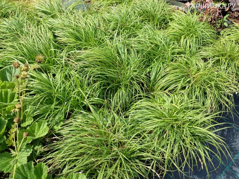 Осока Битлз