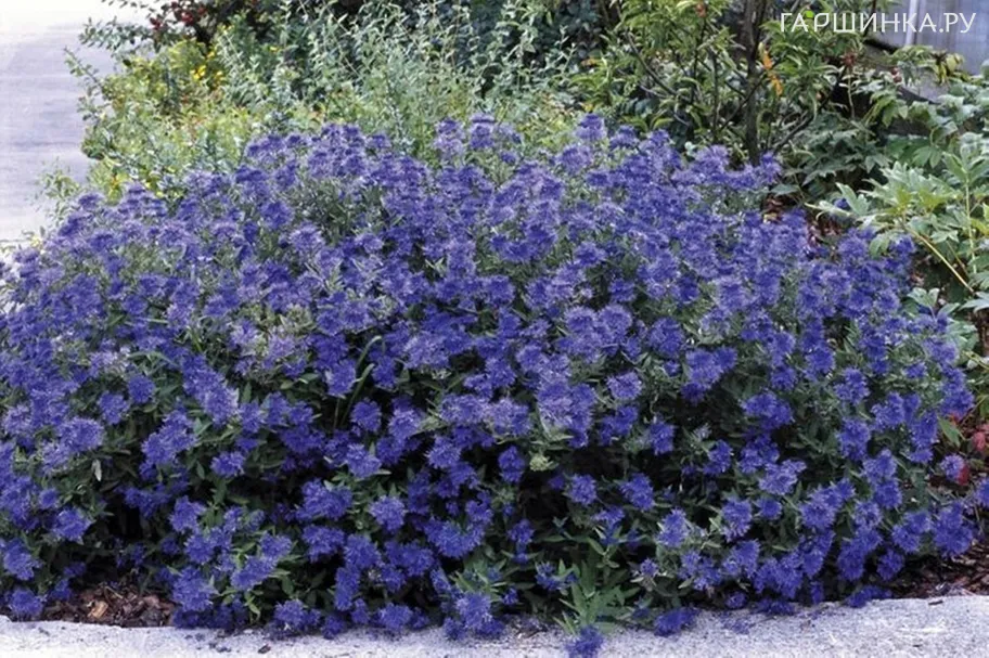 Кариоптерис Кев Блю