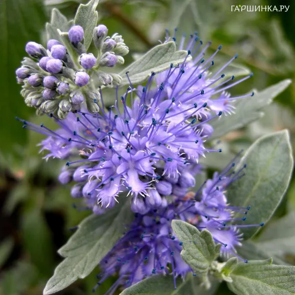 Кариоптерис Стерлинг Силвер