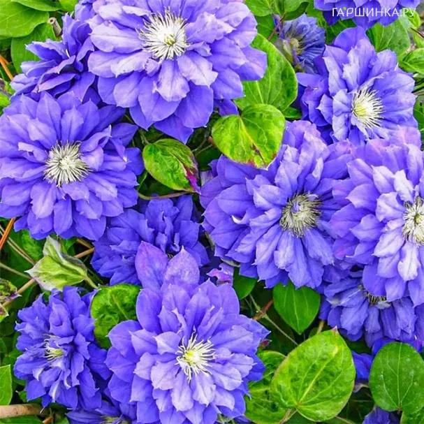 Клематис Кири Те Канава крупноцветковый(2)