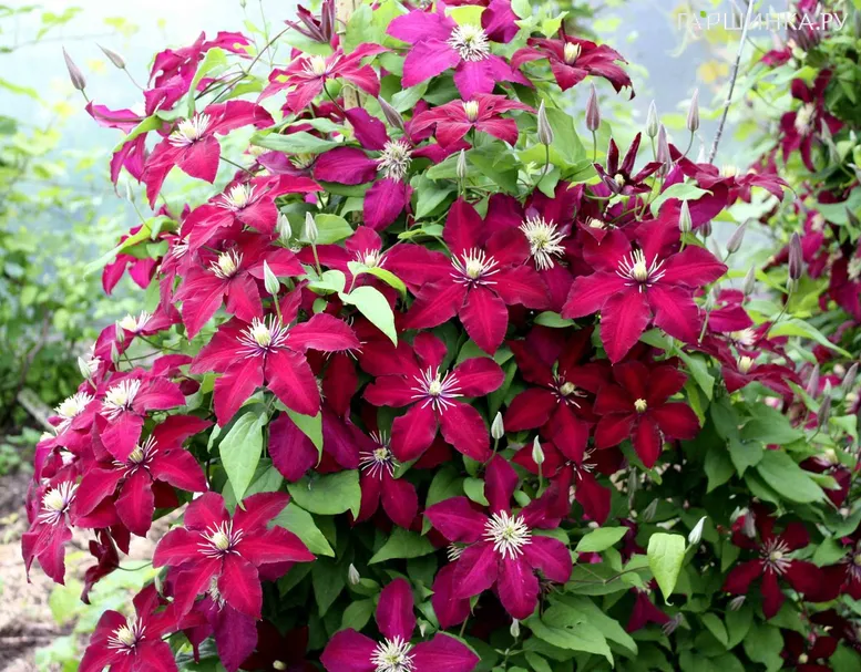 Клематис Перида крупноцветковый (3)