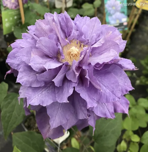 Клематис Вивиан Пеннел махровый (2)