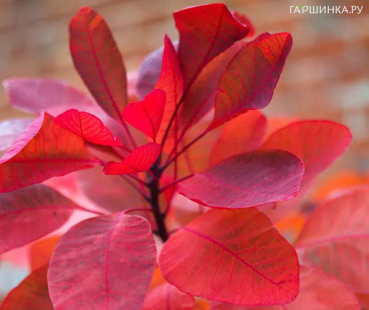 Скумпия Грейс