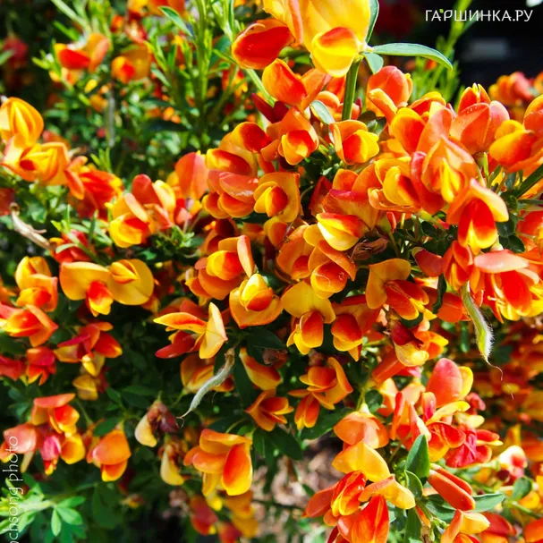 Ракитник Лена