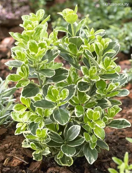 Бересклет японский Кэти