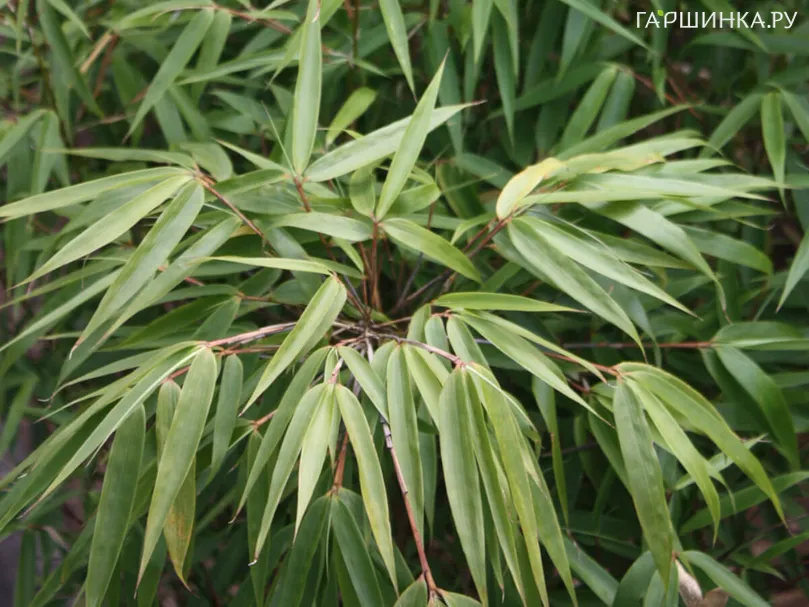 Фаргезия Руфа (Бамбук)