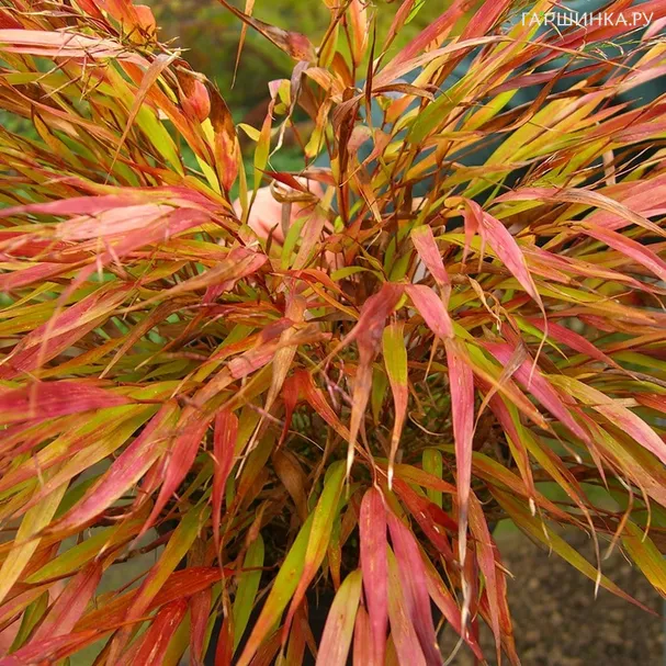 Хаконехлоа Николас