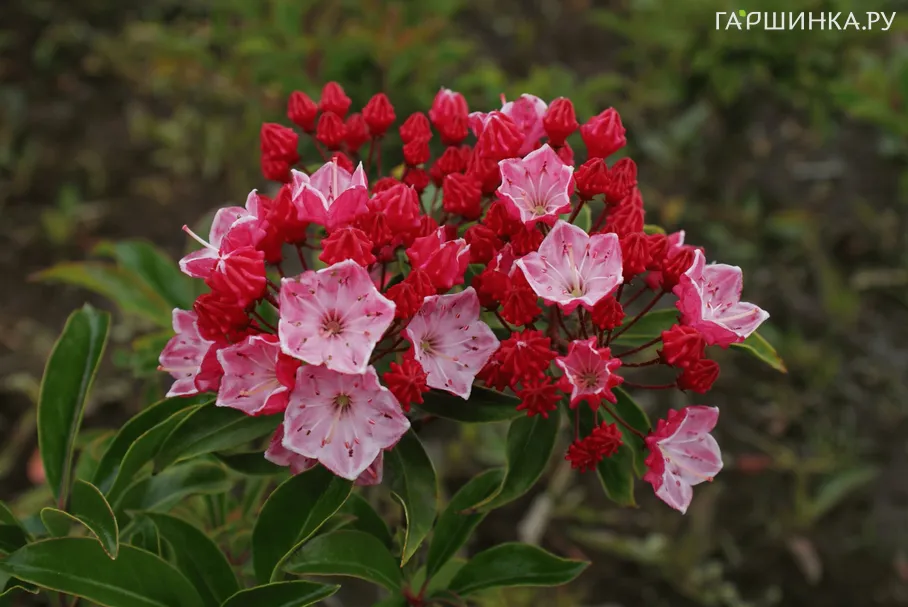 Кальмия Оливия широколистная