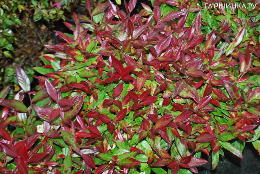 Леукотоэ Кейски Роял Руби