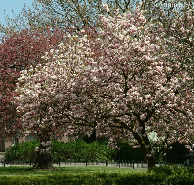 Магнолия Суланжа Александрина