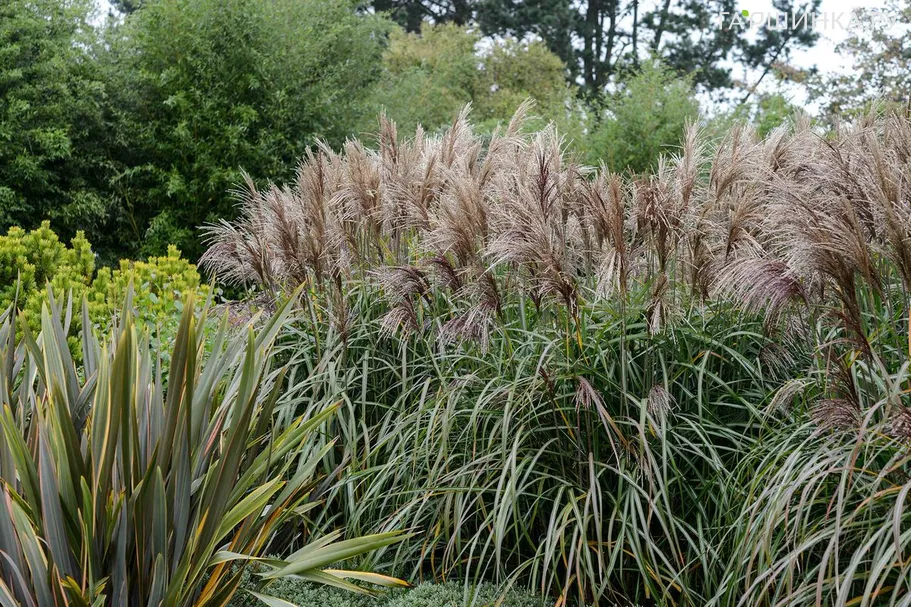 Мискантус Мейдл