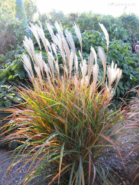 Мискантус Дроннинг Ингрид