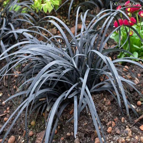 Офиопогон/Ландышник плоскострелый Нигресценс