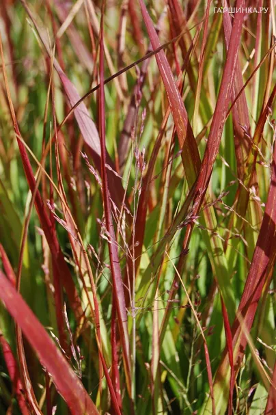 Просо Шенандоа