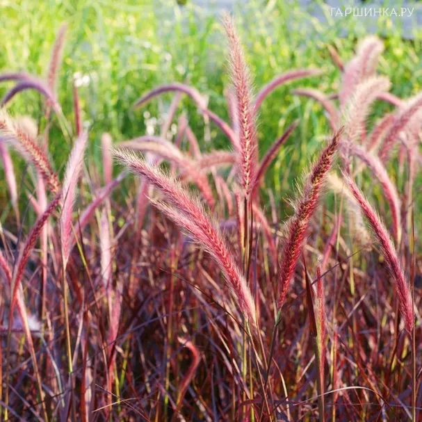 Пеннисетум Рубрум