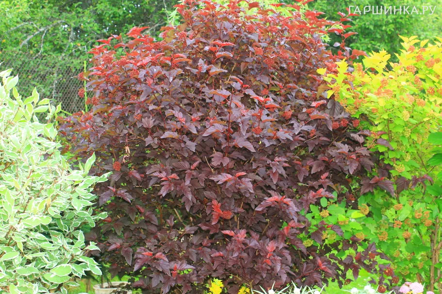 Пузыреплодник Андре