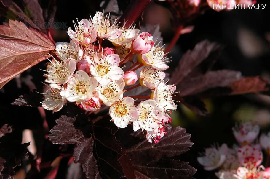 Пузыреплодник Саммер Вайн