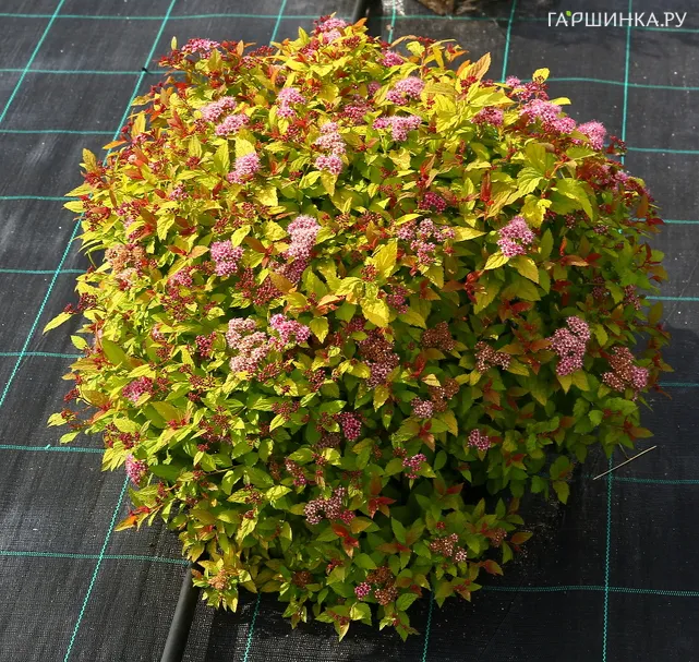 Спирея японская Меджик Карпет