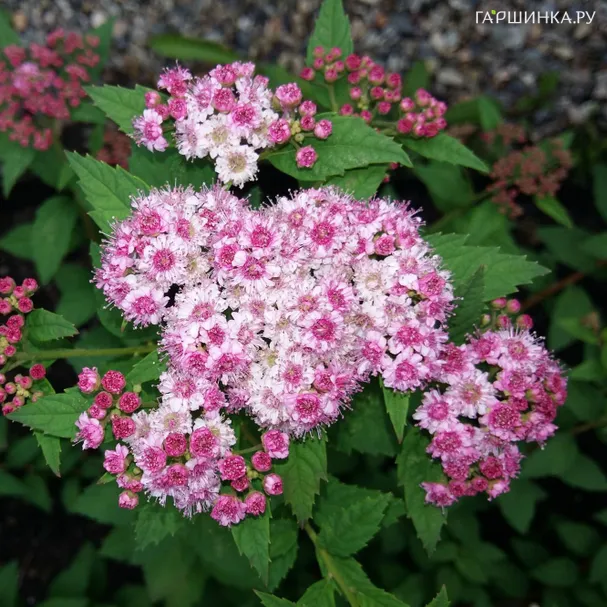 Спирея японская Спарклинг Шампань