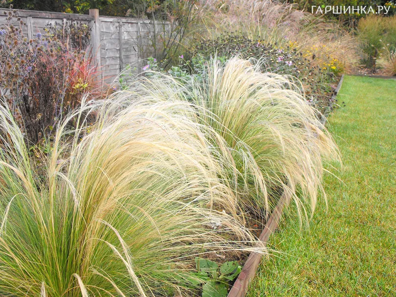 Ковыль Пони Тейлз