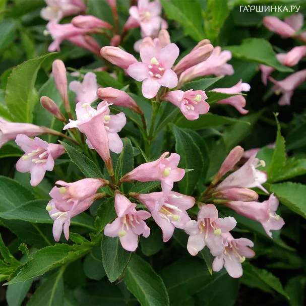 Вейгела Пинк Поппет